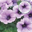 Afbeelding van Petunia P12 Comp.purple vein